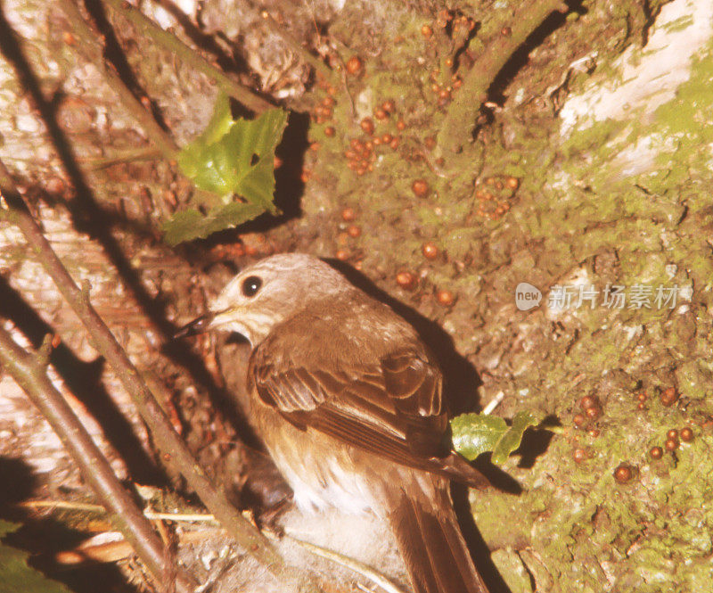 斑点Flycatcher (Muscicapa striata)